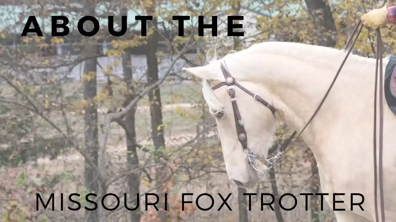 Annahme eines Missouri Foxtrotter-Pferdes